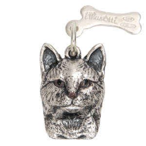 Gatto Europeo
